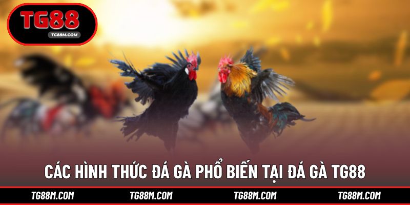 Đa dạng thể loại phù hợp nhiều phong cách chơi đá gà TG88