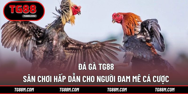 Đá Gà TG88