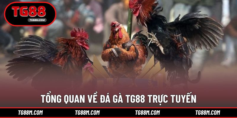 Không gian đá gà trực tuyến chuyên nghiệp, dễ tiếp cận
