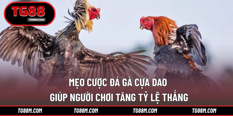 Mẹo cược đá gà cựa dao